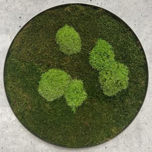Pflanzenbild - Wald-Kugelmoos - Kreis 34cm - letztes Exemplar